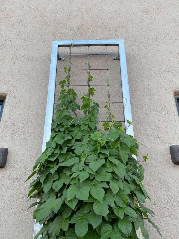 Bare metal trellis on a house with green leaves vining up the trellis.